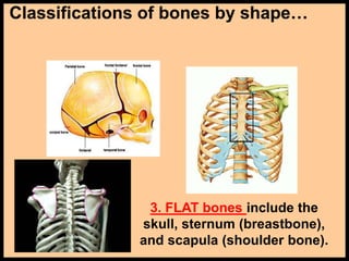 Classifications of bones by shape…
3. FLAT bones include the
skull, sternum (breastbone),
and scapula (shoulder bone).
 