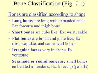 Skeletal System.ppt