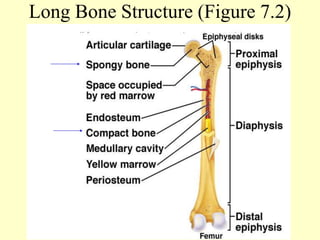 Skeletal System.ppt
