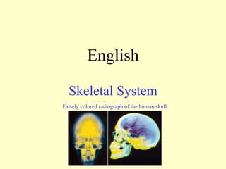 English
Skeletal System
Falsely colored radiograph of the human skull.
 