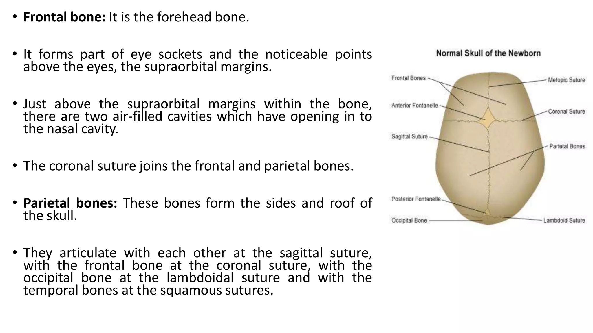 • Frontal bone: It is the forehead bone.
• It forms part of eye sockets and the noticeable points
above the eyes, the supraorbital margins.
• Just above the supraorbital margins within the bone,
there are two air-filled cavities which have opening in to
the nasal cavity.
• The coronal suture joins the frontal and parietal bones.
• Parietal bones: These bones form the sides and roof of
the skull.
• They articulate with each other at the sagittal suture,
with the frontal bone at the coronal suture, with the
occipital bone at the lambdoidal suture and with the
temporal bones at the squamous sutures.
 