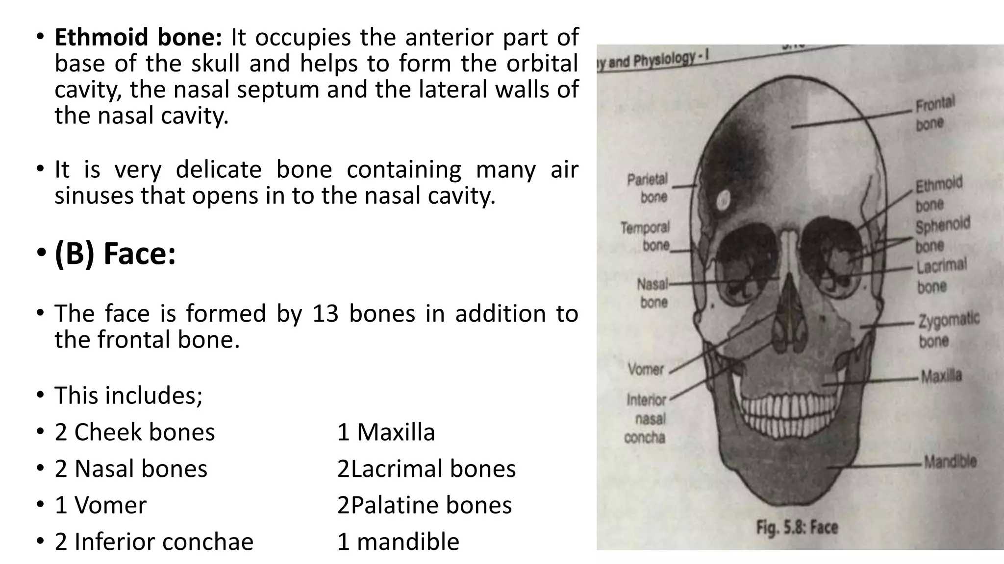 • Ethmoid bone: It occupies the anterior part of
base of the skull and helps to form the orbital
cavity, the nasal septum and the lateral walls of
the nasal cavity.
• It is very delicate bone containing many air
sinuses that opens in to the nasal cavity.
• (B) Face:
• The face is formed by 13 bones in addition to
the frontal bone.
• This includes;
• 2 Cheek bones 1 Maxilla
• 2 Nasal bones 2Lacrimal bones
• 1 Vomer 2Palatine bones
• 2 Inferior conchae 1 mandible
 