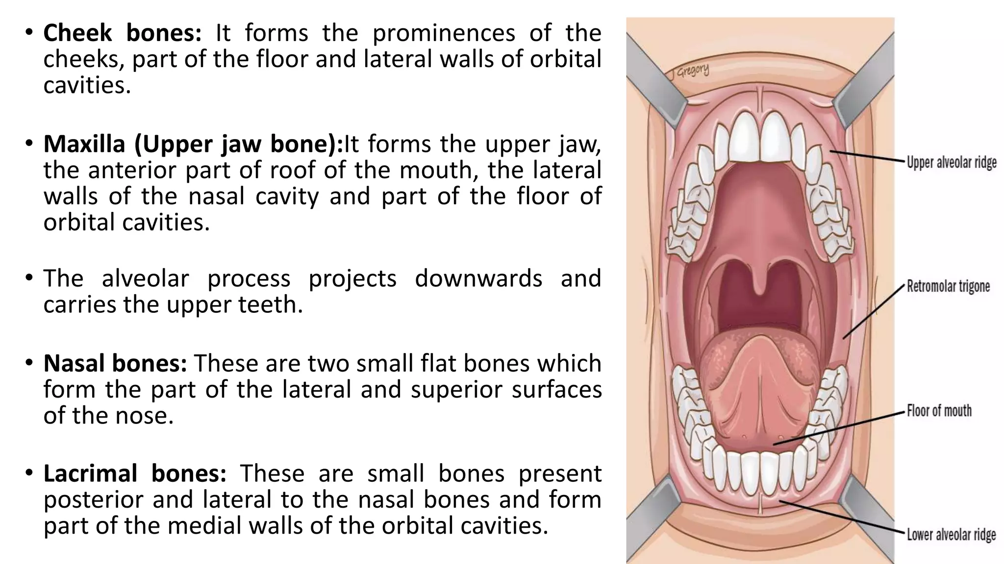 • Cheek bones: It forms the prominences of the
cheeks, part of the floor and lateral walls of orbital
cavities.
• Maxilla (Upper jaw bone):It forms the upper jaw,
the anterior part of roof of the mouth, the lateral
walls of the nasal cavity and part of the floor of
orbital cavities.
• The alveolar process projects downwards and
carries the upper teeth.
• Nasal bones: These are two small flat bones which
form the part of the lateral and superior surfaces
of the nose.
• Lacrimal bones: These are small bones present
posterior and lateral to the nasal bones and form
part of the medial walls of the orbital cavities.
 