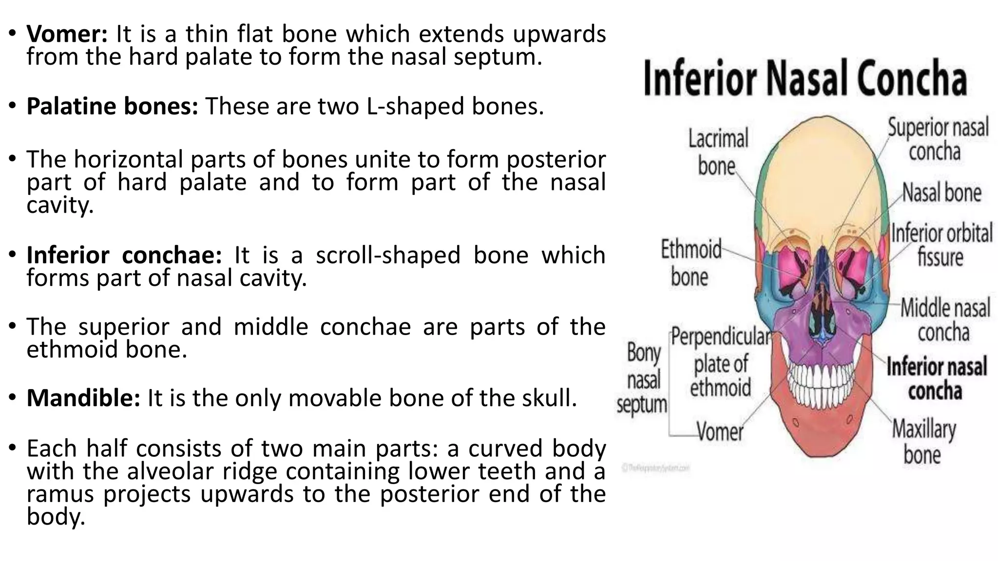 • Vomer: It is a thin flat bone which extends upwards
from the hard palate to form the nasal septum.
• Palatine bones: These are two L-shaped bones.
• The horizontal parts of bones unite to form posterior
part of hard palate and to form part of the nasal
cavity.
• Inferior conchae: It is a scroll-shaped bone which
forms part of nasal cavity.
• The superior and middle conchae are parts of the
ethmoid bone.
• Mandible: It is the only movable bone of the skull.
• Each half consists of two main parts: a curved body
with the alveolar ridge containing lower teeth and a
ramus projects upwards to the posterior end of the
body.
 