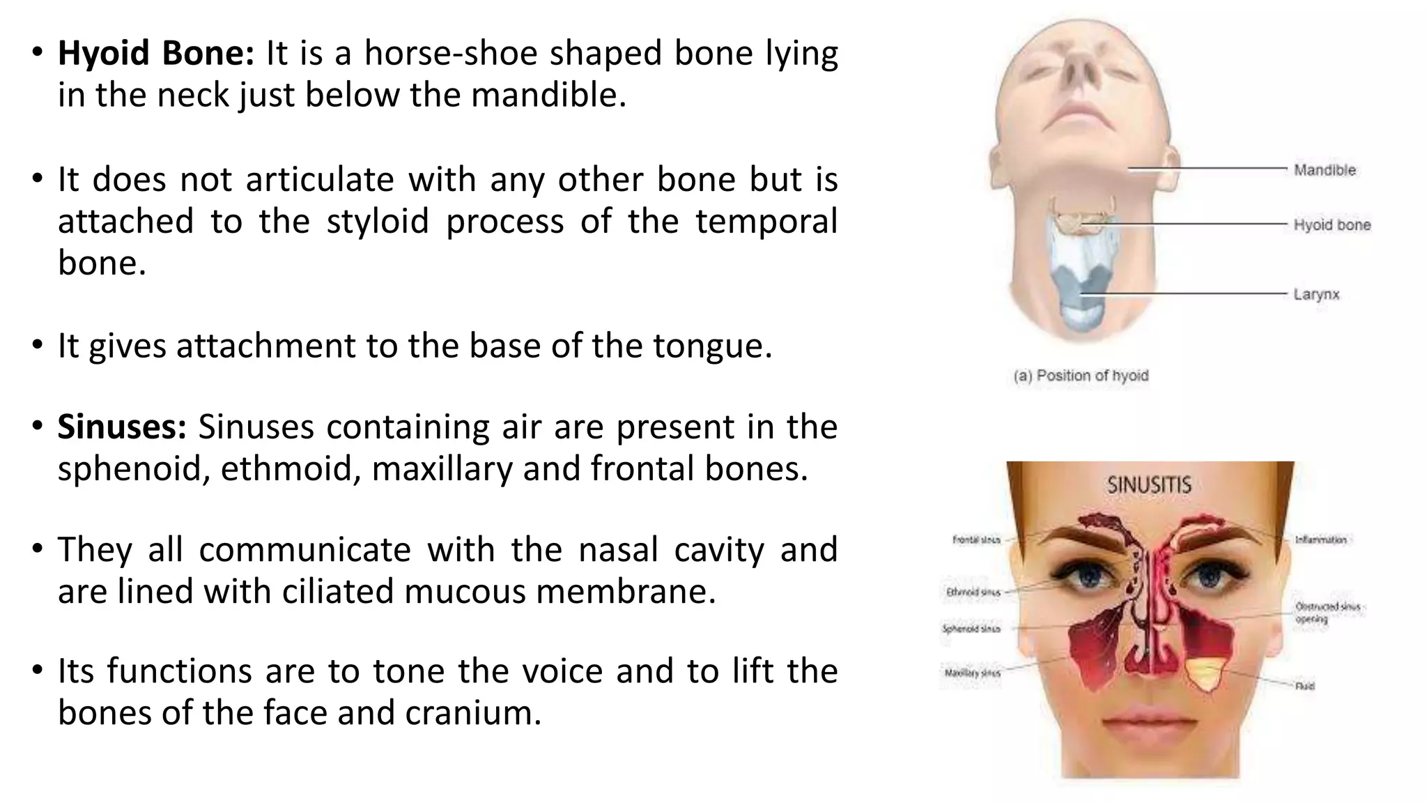 • Hyoid Bone: It is a horse-shoe shaped bone lying
in the neck just below the mandible.
• It does not articulate with any other bone but is
attached to the styloid process of the temporal
bone.
• It gives attachment to the base of the tongue.
• Sinuses: Sinuses containing air are present in the
sphenoid, ethmoid, maxillary and frontal bones.
• They all communicate with the nasal cavity and
are lined with ciliated mucous membrane.
• Its functions are to tone the voice and to lift the
bones of the face and cranium.
 