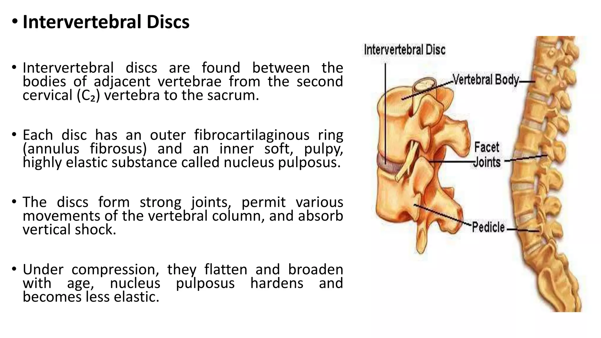 • Intervertebral Discs
• Intervertebral discs are found between the
bodies of adjacent vertebrae from the second
cervical (C₂) vertebra to the sacrum.
• Each disc has an outer fibrocartilaginous ring
(annulus fibrosus) and an inner soft, pulpy,
highly elastic substance called nucleus pulposus.
• The discs form strong joints, permit various
movements of the vertebral column, and absorb
vertical shock.
• Under compression, they flatten and broaden
with age, nucleus pulposus hardens and
becomes less elastic.
 