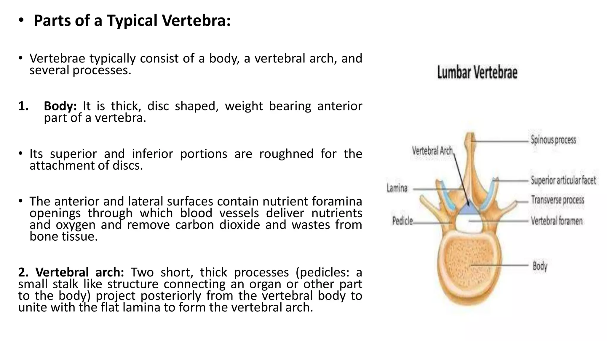 • Parts of a Typical Vertebra:
• Vertebrae typically consist of a body, a vertebral arch, and
several processes.
1. Body: It is thick, disc shaped, weight bearing anterior
part of a vertebra.
• Its superior and inferior portions are roughned for the
attachment of discs.
• The anterior and lateral surfaces contain nutrient foramina
openings through which blood vessels deliver nutrients
and oxygen and remove carbon dioxide and wastes from
bone tissue.
2. Vertebral arch: Two short, thick processes (pedicles: a
small stalk like structure connecting an organ or other part
to the body) project posteriorly from the vertebral body to
unite with the flat lamina to form the vertebral arch.
 