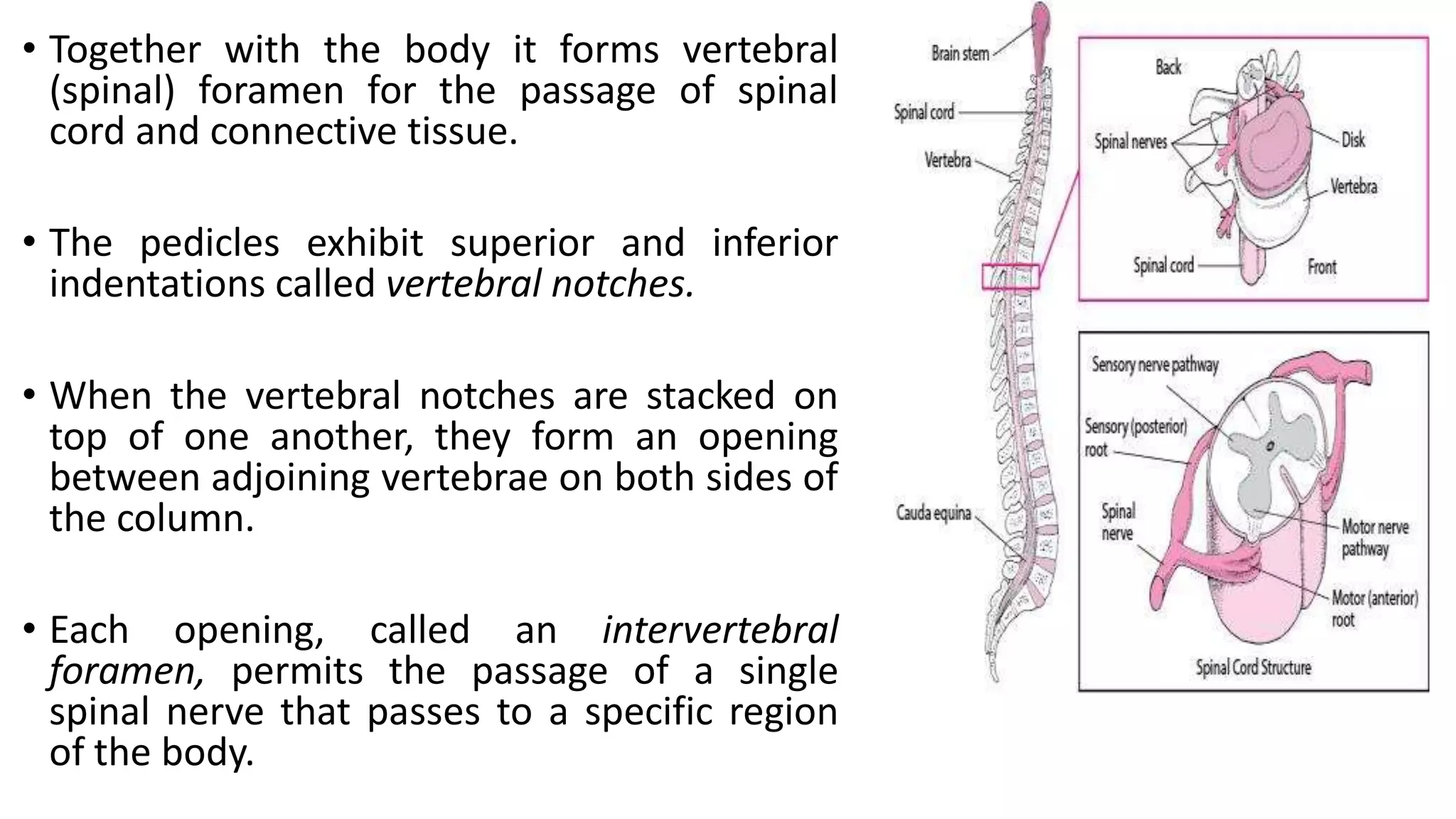 • Together with the body it forms vertebral
(spinal) foramen for the passage of spinal
cord and connective tissue.
• The pedicles exhibit superior and inferior
indentations called vertebral notches.
• When the vertebral notches are stacked on
top of one another, they form an opening
between adjoining vertebrae on both sides of
the column.
• Each opening, called an intervertebral
foramen, permits the passage of a single
spinal nerve that passes to a specific region
of the body.
 