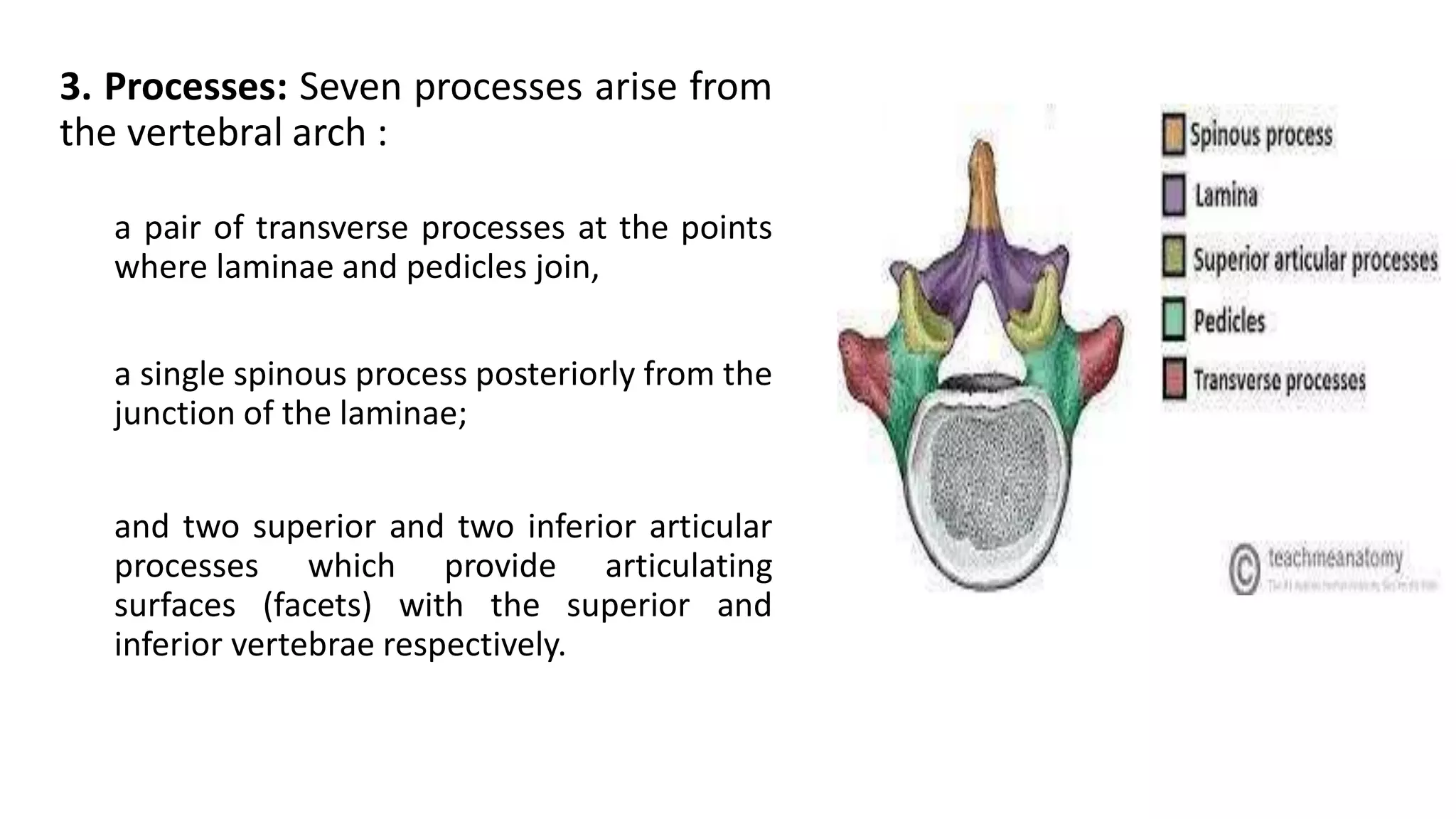 3. Processes: Seven processes arise from
the vertebral arch :
a pair of transverse processes at the points
where laminae and pedicles join,
a single spinous process posteriorly from the
junction of the laminae;
and two superior and two inferior articular
processes which provide articulating
surfaces (facets) with the superior and
inferior vertebrae respectively.
 