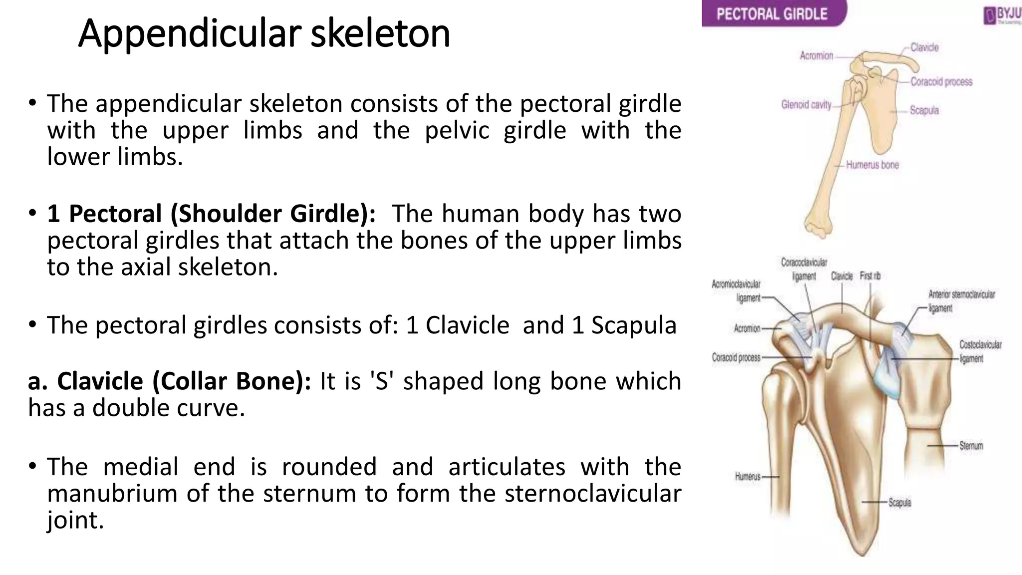Appendicular skeleton
• The appendicular skeleton consists of the pectoral girdle
with the upper limbs and the pelvic girdle with the
lower limbs.
• 1 Pectoral (Shoulder Girdle): The human body has two
pectoral girdles that attach the bones of the upper limbs
to the axial skeleton.
• The pectoral girdles consists of: 1 Clavicle and 1 Scapula
a. Clavicle (Collar Bone): It is 'S' shaped long bone which
has a double curve.
• The medial end is rounded and articulates with the
manubrium of the sternum to form the sternoclavicular
joint.
 