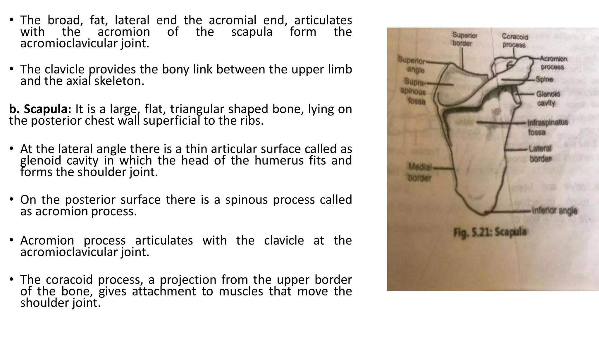 • The broad, fat, lateral end the acromial end, articulates
with the acromion of the scapula form the
acromioclavicular joint.
• The clavicle provides the bony link between the upper limb
and the axial skeleton.
b. Scapula: It is a large, flat, triangular shaped bone, lying on
the posterior chest wall superficial to the ribs.
• At the lateral angle there is a thin articular surface called as
glenoid cavity in which the head of the humerus fits and
forms the shoulder joint.
• On the posterior surface there is a spinous process called
as acromion process.
• Acromion process articulates with the clavicle at the
acromioclavicular joint.
• The coracoid process, a projection from the upper border
of the bone, gives attachment to muscles that move the
shoulder joint.
 