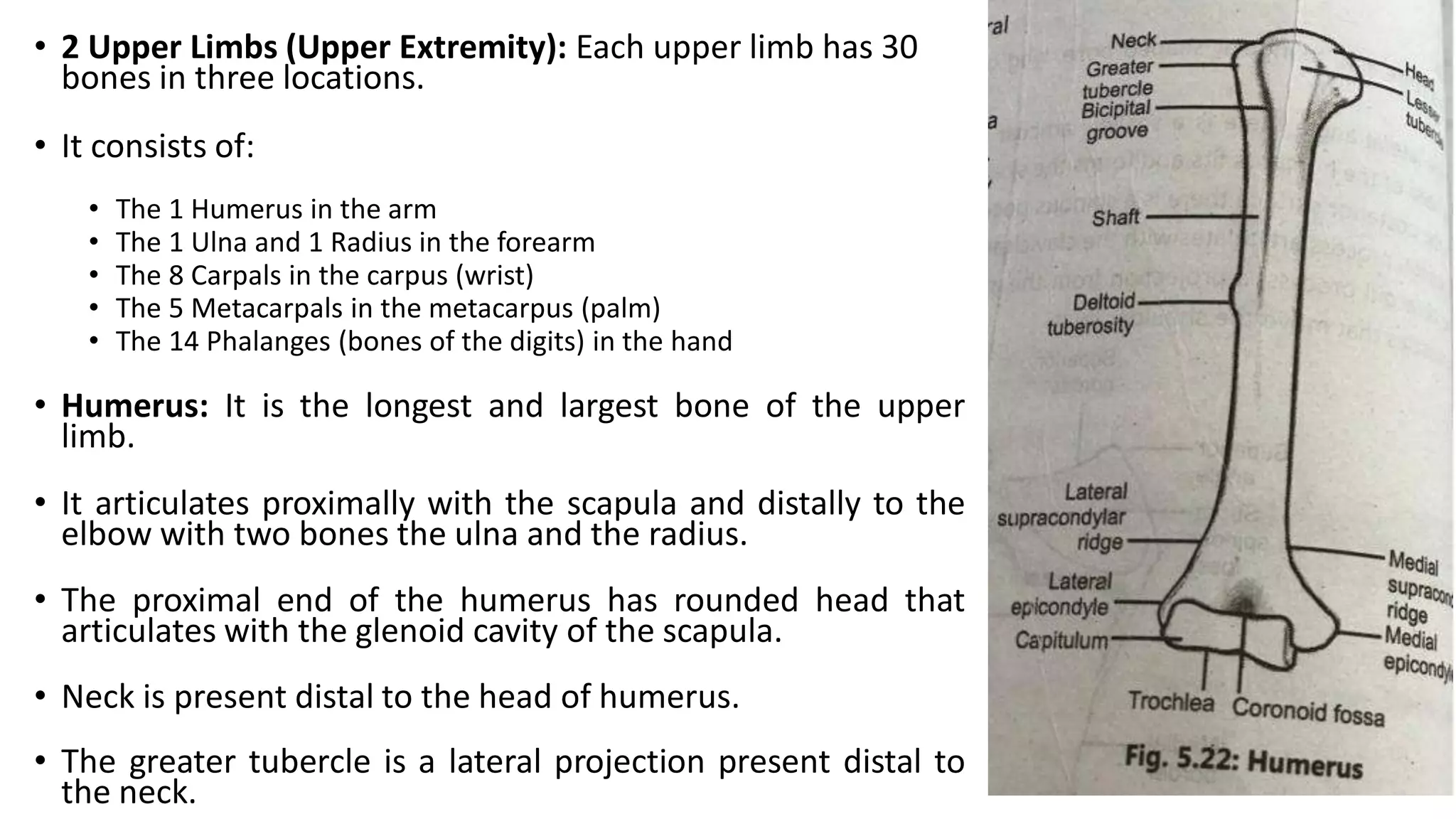 • 2 Upper Limbs (Upper Extremity): Each upper limb has 30
bones in three locations.
• It consists of:
• The 1 Humerus in the arm
• The 1 Ulna and 1 Radius in the forearm
• The 8 Carpals in the carpus (wrist)
• The 5 Metacarpals in the metacarpus (palm)
• The 14 Phalanges (bones of the digits) in the hand
• Humerus: It is the longest and largest bone of the upper
limb.
• It articulates proximally with the scapula and distally to the
elbow with two bones the ulna and the radius.
• The proximal end of the humerus has rounded head that
articulates with the glenoid cavity of the scapula.
• Neck is present distal to the head of humerus.
• The greater tubercle is a lateral projection present distal to
the neck.
 