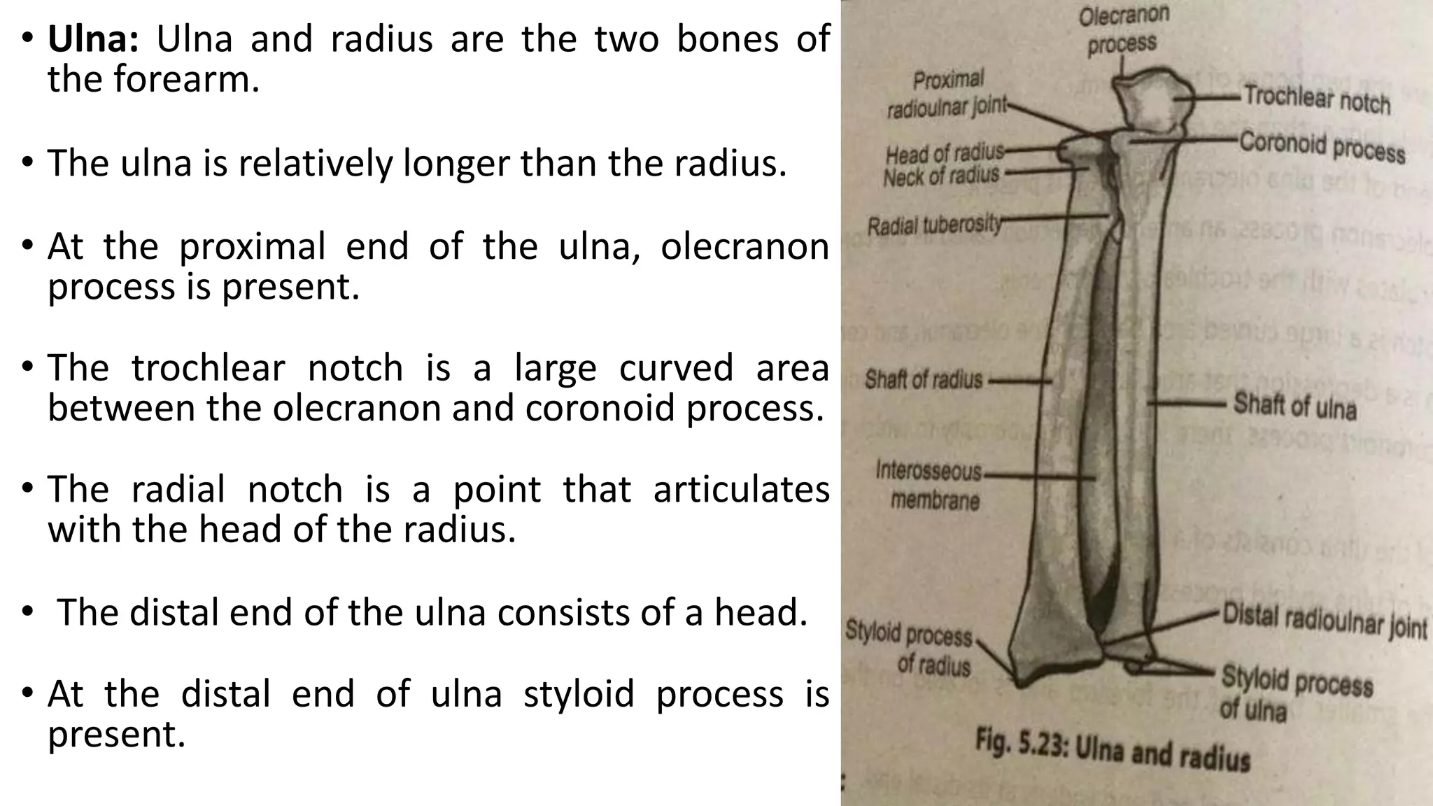 • Ulna: Ulna and radius are the two bones of
the forearm.
• The ulna is relatively longer than the radius.
• At the proximal end of the ulna, olecranon
process is present.
• The trochlear notch is a large curved area
between the olecranon and coronoid process.
• The radial notch is a point that articulates
with the head of the radius.
• The distal end of the ulna consists of a head.
• At the distal end of ulna styloid process is
present.
 