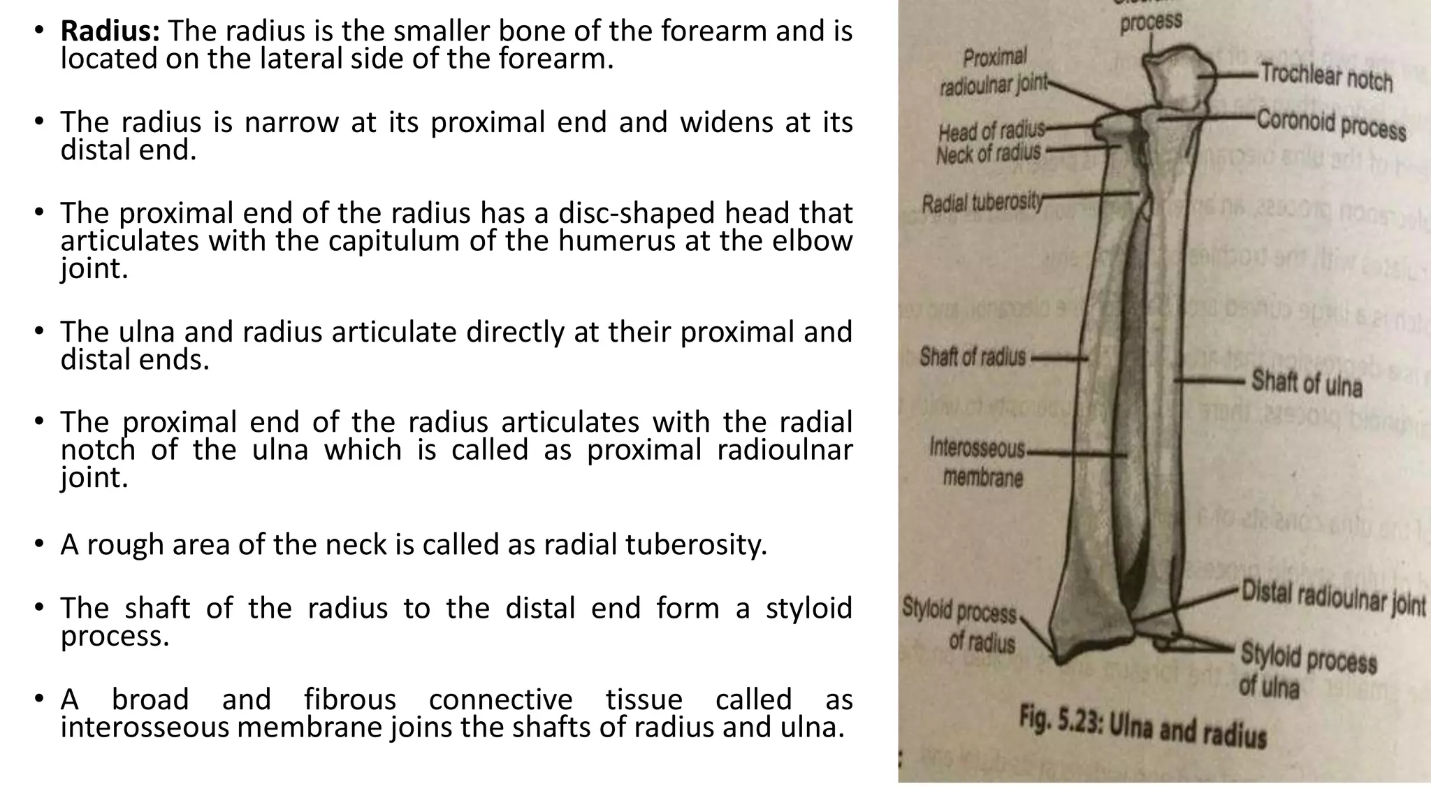 • Radius: The radius is the smaller bone of the forearm and is
located on the lateral side of the forearm.
• The radius is narrow at its proximal end and widens at its
distal end.
• The proximal end of the radius has a disc-shaped head that
articulates with the capitulum of the humerus at the elbow
joint.
• The ulna and radius articulate directly at their proximal and
distal ends.
• The proximal end of the radius articulates with the radial
notch of the ulna which is called as proximal radioulnar
joint.
• A rough area of the neck is called as radial tuberosity.
• The shaft of the radius to the distal end form a styloid
process.
• A broad and fibrous connective tissue called as
interosseous membrane joins the shafts of radius and ulna.
 