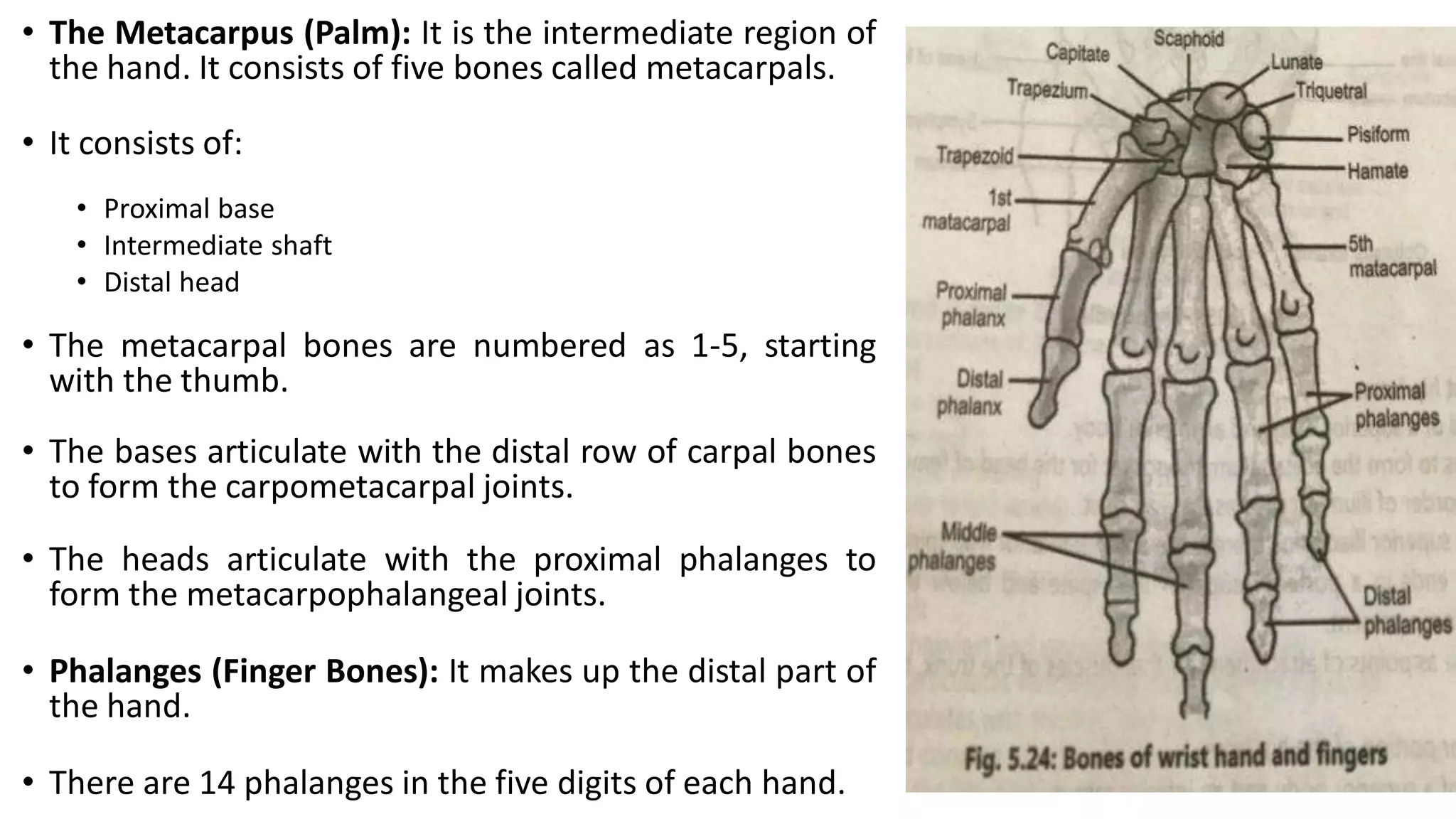 • The Metacarpus (Palm): It is the intermediate region of
the hand. It consists of five bones called metacarpals.
• It consists of:
• Proximal base
• Intermediate shaft
• Distal head
• The metacarpal bones are numbered as 1-5, starting
with the thumb.
• The bases articulate with the distal row of carpal bones
to form the carpometacarpal joints.
• The heads articulate with the proximal phalanges to
form the metacarpophalangeal joints.
• Phalanges (Finger Bones): It makes up the distal part of
the hand.
• There are 14 phalanges in the five digits of each hand.
 