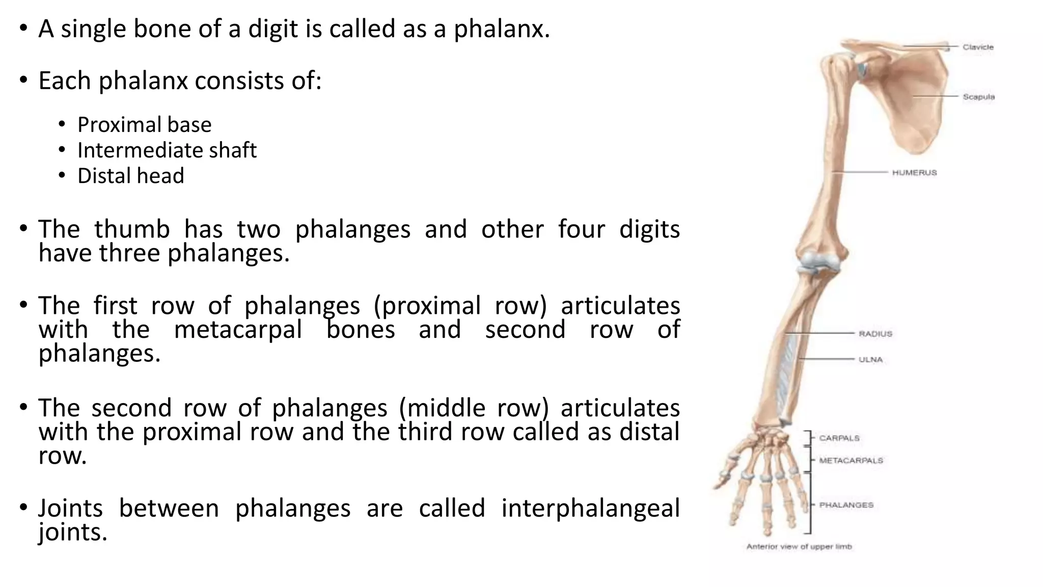 • A single bone of a digit is called as a phalanx.
• Each phalanx consists of:
• Proximal base
• Intermediate shaft
• Distal head
• The thumb has two phalanges and other four digits
have three phalanges.
• The first row of phalanges (proximal row) articulates
with the metacarpal bones and second row of
phalanges.
• The second row of phalanges (middle row) articulates
with the proximal row and the third row called as distal
row.
• Joints between phalanges are called interphalangeal
joints.
 
