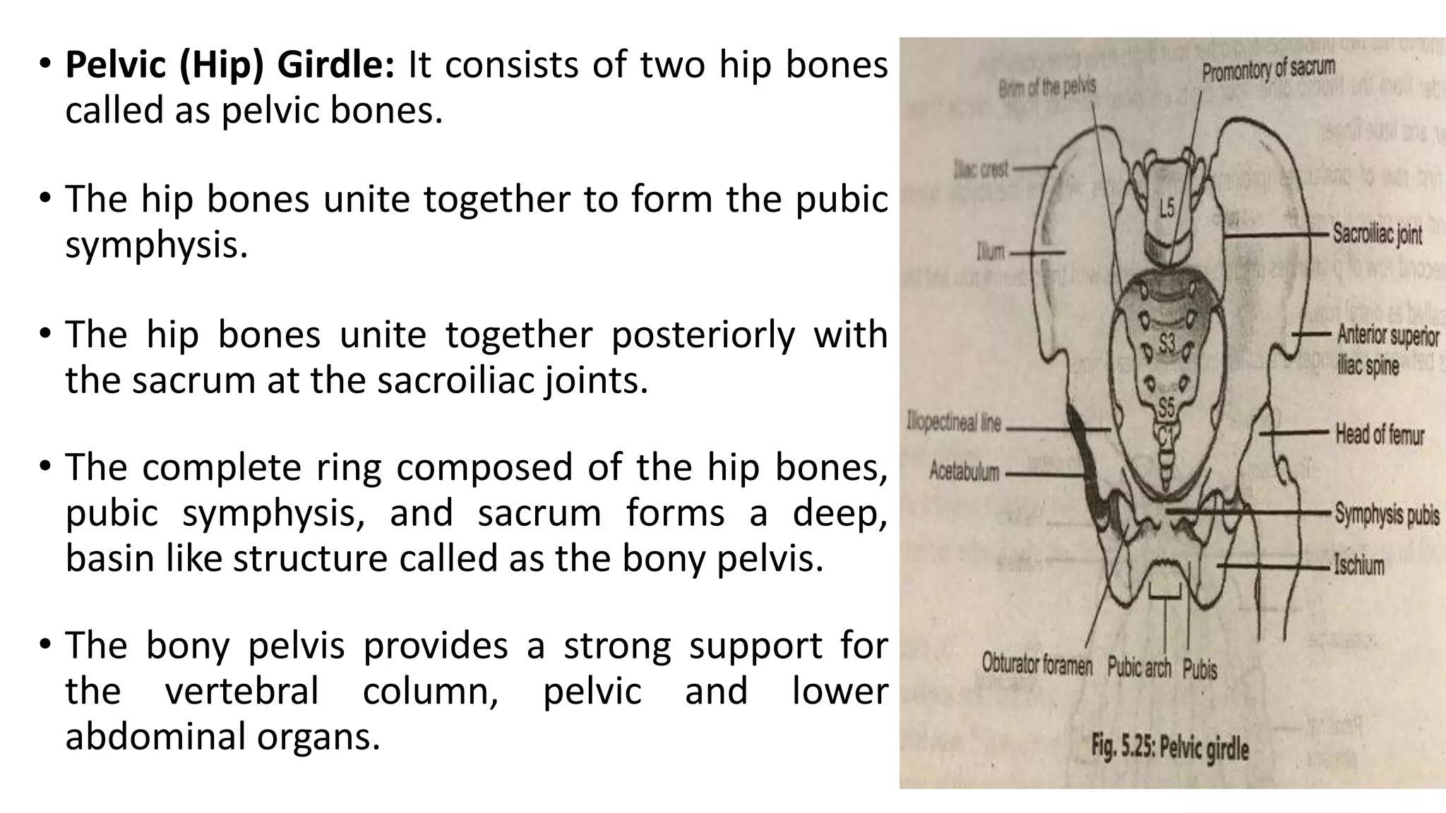 • Pelvic (Hip) Girdle: It consists of two hip bones
called as pelvic bones.
• The hip bones unite together to form the pubic
symphysis.
• The hip bones unite together posteriorly with
the sacrum at the sacroiliac joints.
• The complete ring composed of the hip bones,
pubic symphysis, and sacrum forms a deep,
basin like structure called as the bony pelvis.
• The bony pelvis provides a strong support for
the vertebral column, pelvic and lower
abdominal organs.
 