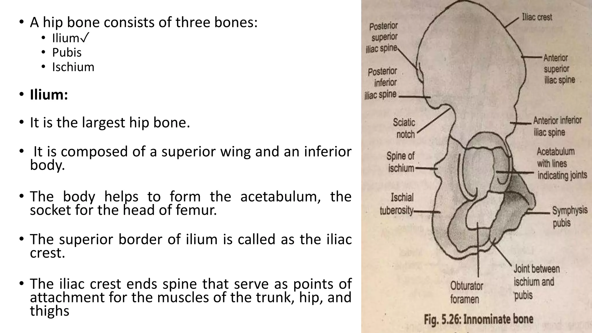 • A hip bone consists of three bones:
• Ilium✓
• Pubis
• Ischium
• Ilium:
• It is the largest hip bone.
• It is composed of a superior wing and an inferior
body.
• The body helps to form the acetabulum, the
socket for the head of femur.
• The superior border of ilium is called as the iliac
crest.
• The iliac crest ends spine that serve as points of
attachment for the muscles of the trunk, hip, and
thighs
 