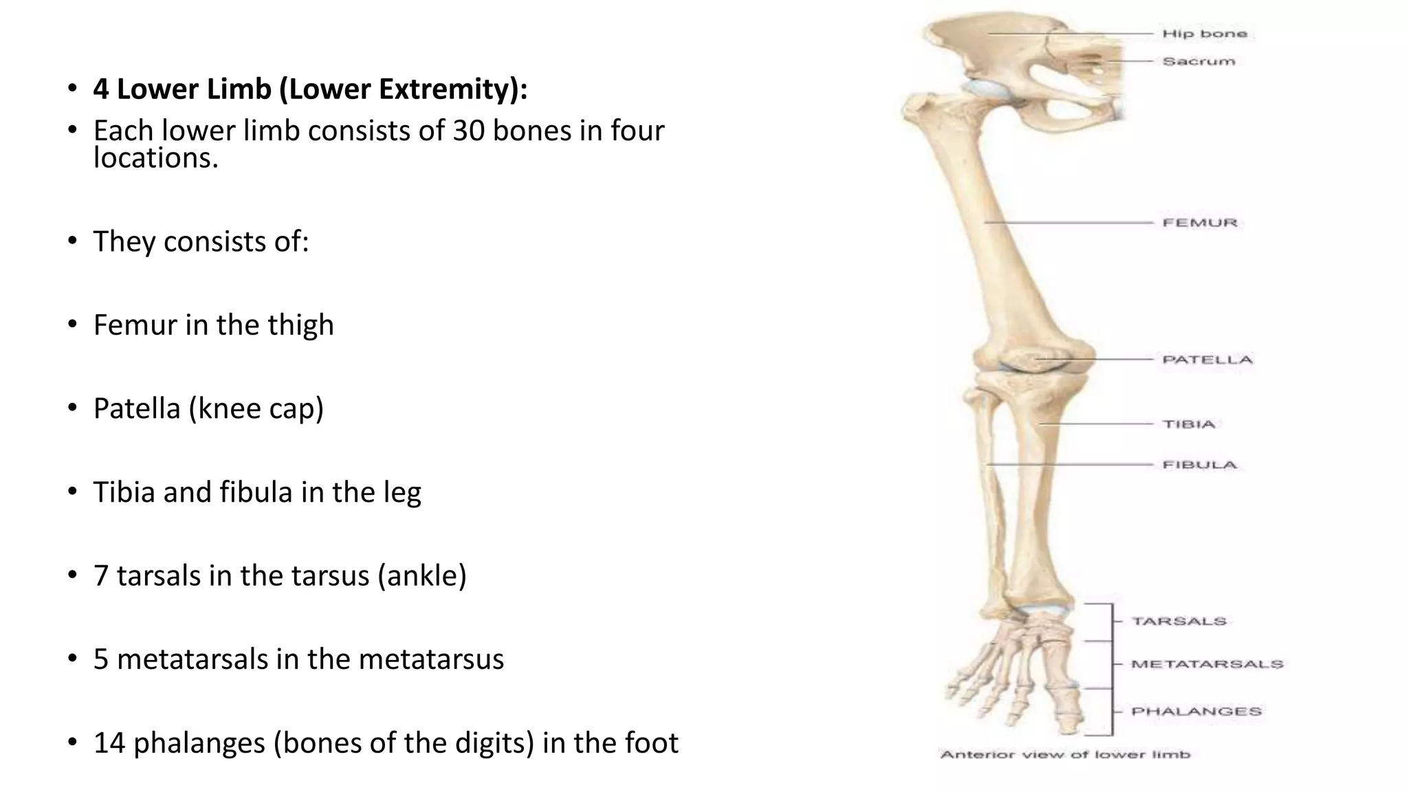 • 4 Lower Limb (Lower Extremity):
• Each lower limb consists of 30 bones in four
locations.
• They consists of:
• Femur in the thigh
• Patella (knee cap)
• Tibia and fibula in the leg
• 7 tarsals in the tarsus (ankle)
• 5 metatarsals in the metatarsus
• 14 phalanges (bones of the digits) in the foot
 