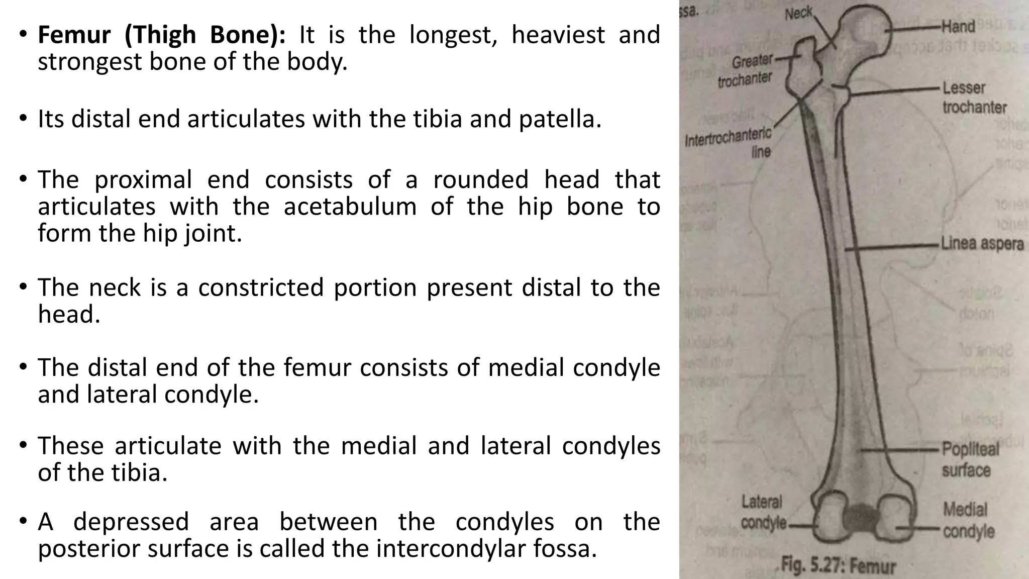 • Femur (Thigh Bone): It is the longest, heaviest and
strongest bone of the body.
• Its distal end articulates with the tibia and patella.
• The proximal end consists of a rounded head that
articulates with the acetabulum of the hip bone to
form the hip joint.
• The neck is a constricted portion present distal to the
head.
• The distal end of the femur consists of medial condyle
and lateral condyle.
• These articulate with the medial and lateral condyles
of the tibia.
• A depressed area between the condyles on the
posterior surface is called the intercondylar fossa.
 