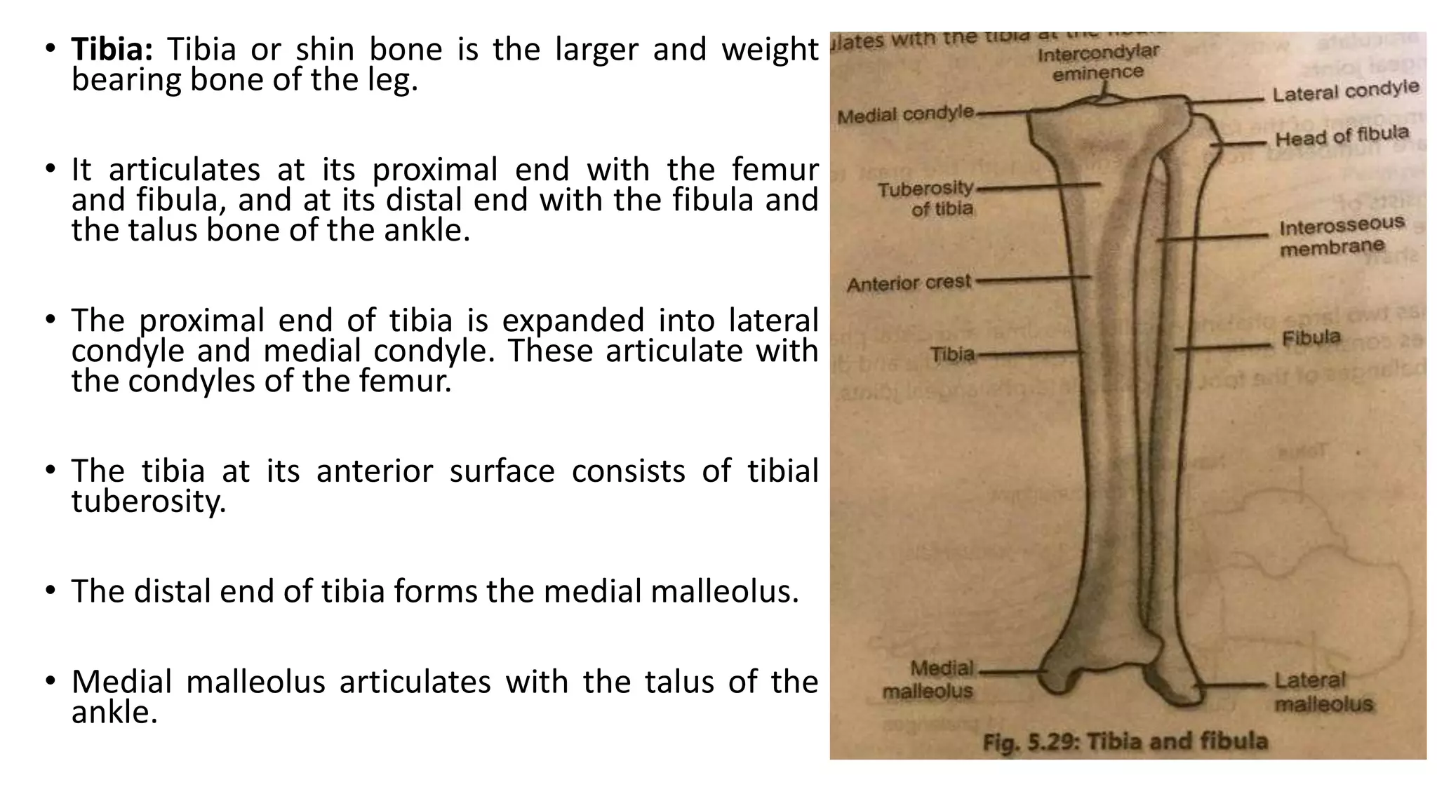 • Tibia: Tibia or shin bone is the larger and weight
bearing bone of the leg.
• It articulates at its proximal end with the femur
and fibula, and at its distal end with the fibula and
the talus bone of the ankle.
• The proximal end of tibia is expanded into lateral
condyle and medial condyle. These articulate with
the condyles of the femur.
• The tibia at its anterior surface consists of tibial
tuberosity.
• The distal end of tibia forms the medial malleolus.
• Medial malleolus articulates with the talus of the
ankle.
 