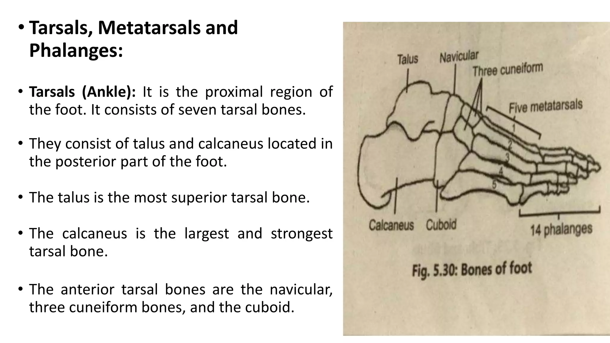 • Tarsals, Metatarsals and
Phalanges:
• Tarsals (Ankle): It is the proximal region of
the foot. It consists of seven tarsal bones.
• They consist of talus and calcaneus located in
the posterior part of the foot.
• The talus is the most superior tarsal bone.
• The calcaneus is the largest and strongest
tarsal bone.
• The anterior tarsal bones are the navicular,
three cuneiform bones, and the cuboid.
 
