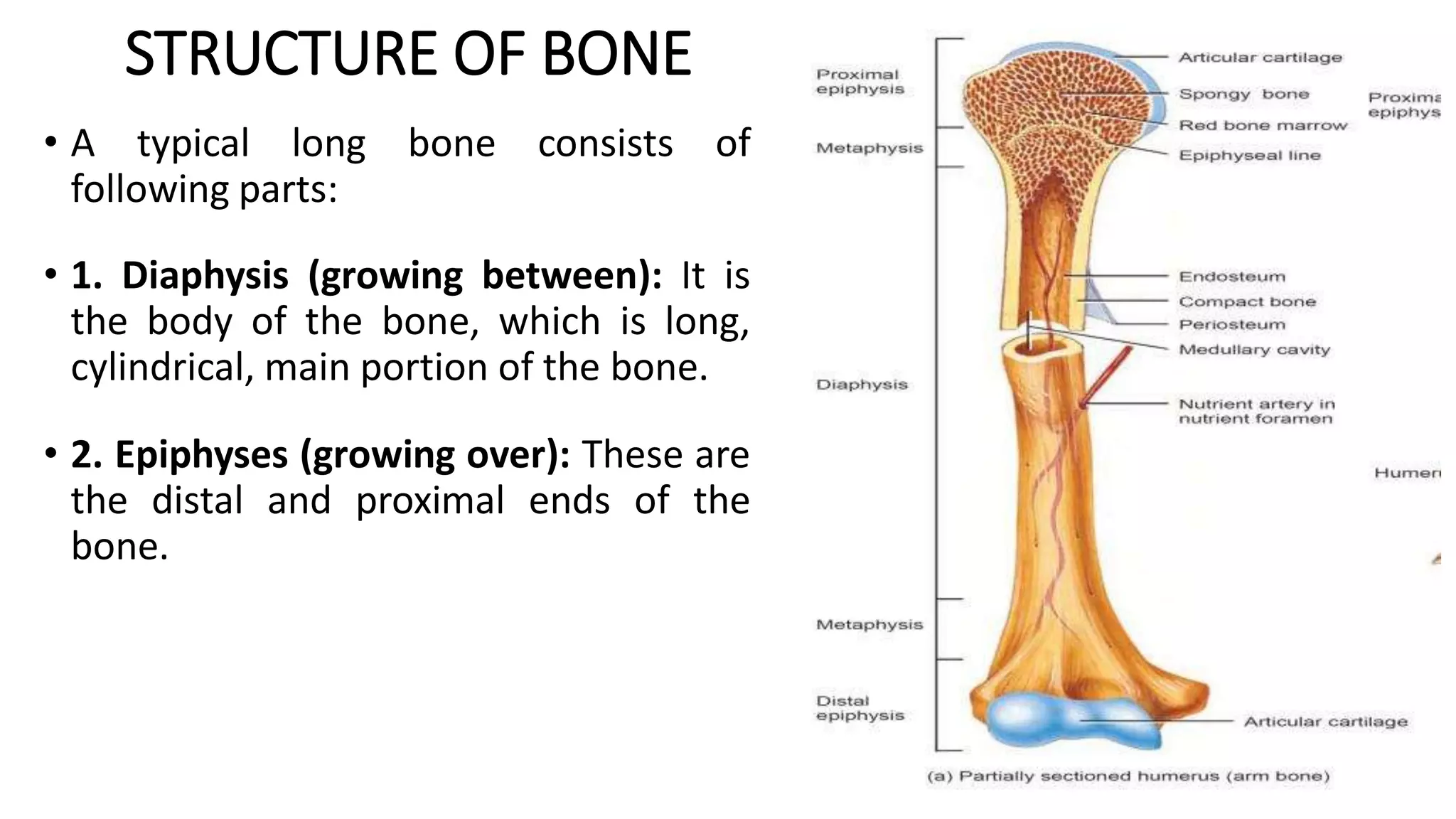 STRUCTURE OF BONE
• A typical long bone consists of
following parts:
• 1. Diaphysis (growing between): It is
the body of the bone, which is long,
cylindrical, main portion of the bone.
• 2. Epiphyses (growing over): These are
the distal and proximal ends of the
bone.
 