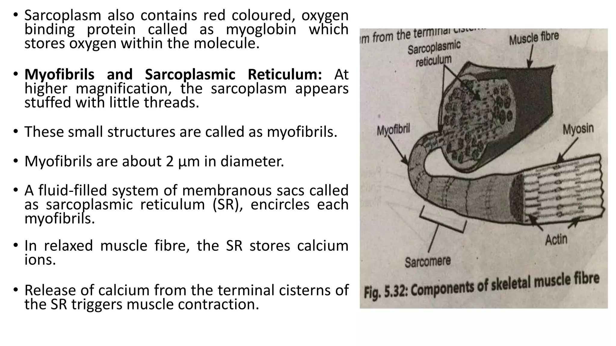 • Sarcoplasm also contains red coloured, oxygen
binding protein called as myoglobin which
stores oxygen within the molecule.
• Myofibrils and Sarcoplasmic Reticulum: At
higher magnification, the sarcoplasm appears
stuffed with little threads.
• These small structures are called as myofibrils.
• Myofibrils are about 2 µm in diameter.
• A fluid-filled system of membranous sacs called
as sarcoplasmic reticulum (SR), encircles each
myofibrils.
• In relaxed muscle fibre, the SR stores calcium
ions.
• Release of calcium from the terminal cisterns of
the SR triggers muscle contraction.
 