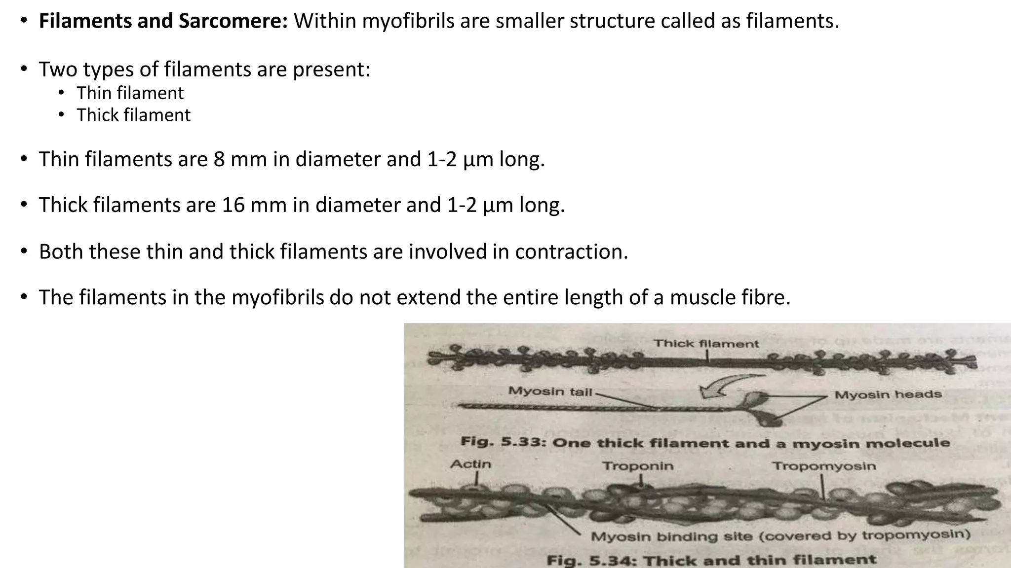 • Filaments and Sarcomere: Within myofibrils are smaller structure called as filaments.
• Two types of filaments are present:
• Thin filament
• Thick filament
• Thin filaments are 8 mm in diameter and 1-2 µm long.
• Thick filaments are 16 mm in diameter and 1-2 μm long.
• Both these thin and thick filaments are involved in contraction.
• The filaments in the myofibrils do not extend the entire length of a muscle fibre.
 