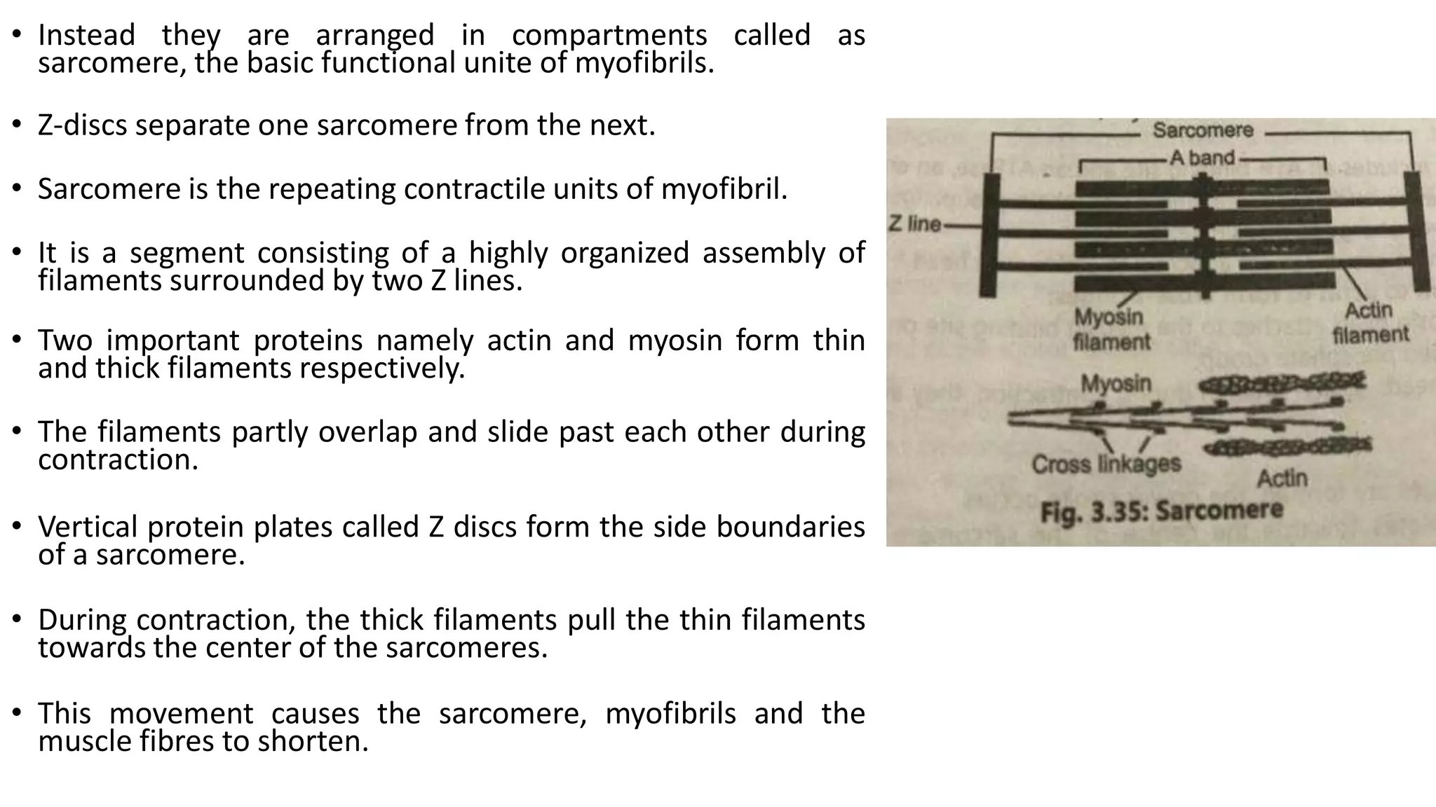 • Instead they are arranged in compartments called as
sarcomere, the basic functional unite of myofibrils.
• Z-discs separate one sarcomere from the next.
• Sarcomere is the repeating contractile units of myofibril.
• It is a segment consisting of a highly organized assembly of
filaments surrounded by two Z lines.
• Two important proteins namely actin and myosin form thin
and thick filaments respectively.
• The filaments partly overlap and slide past each other during
contraction.
• Vertical protein plates called Z discs form the side boundaries
of a sarcomere.
• During contraction, the thick filaments pull the thin filaments
towards the center of the sarcomeres.
• This movement causes the sarcomere, myofibrils and the
muscle fibres to shorten.
 