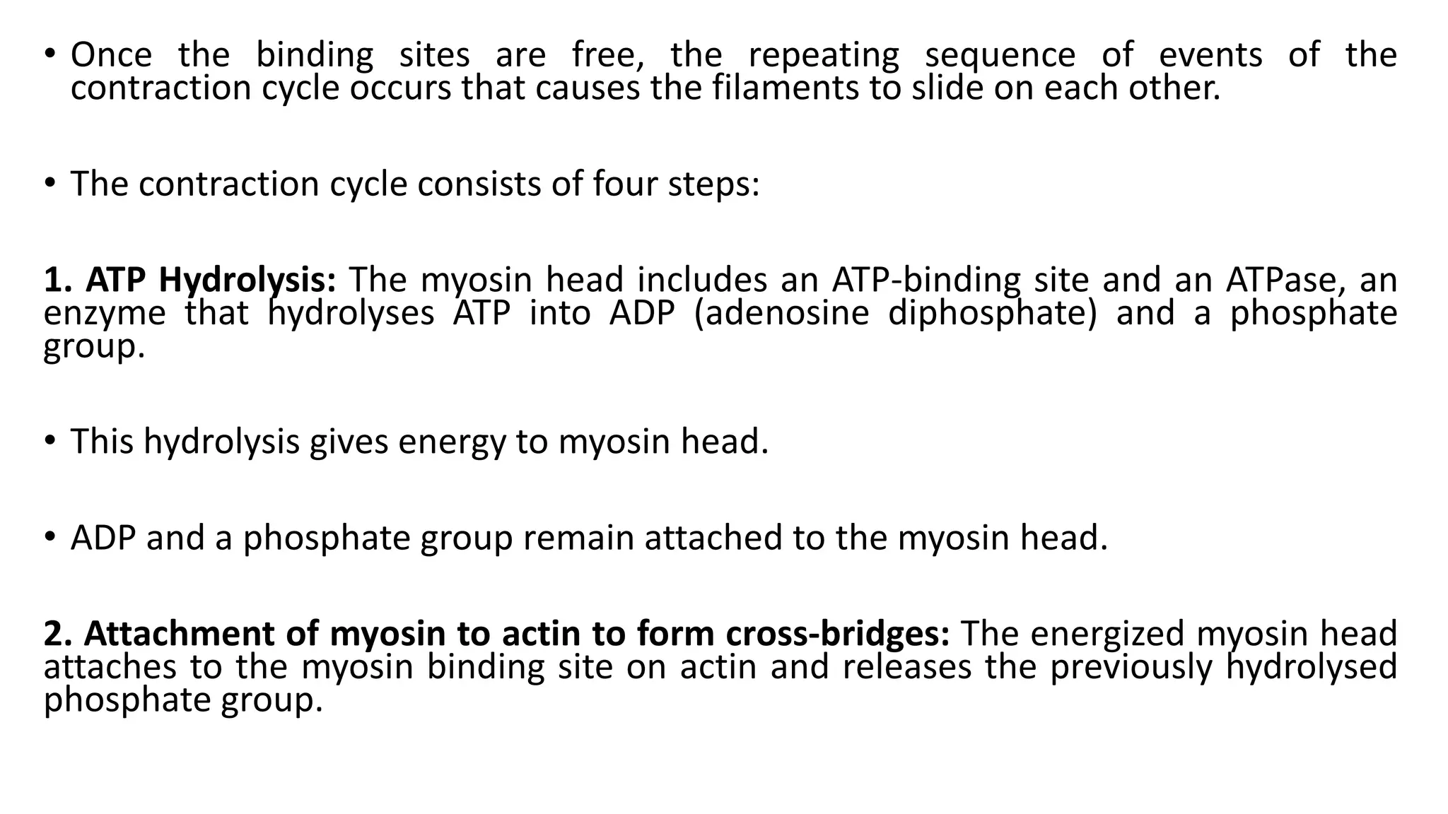 • Once the binding sites are free, the repeating sequence of events of the
contraction cycle occurs that causes the filaments to slide on each other.
• The contraction cycle consists of four steps:
1. ATP Hydrolysis: The myosin head includes an ATP-binding site and an ATPase, an
enzyme that hydrolyses ATP into ADP (adenosine diphosphate) and a phosphate
group.
• This hydrolysis gives energy to myosin head.
• ADP and a phosphate group remain attached to the myosin head.
2. Attachment of myosin to actin to form cross-bridges: The energized myosin head
attaches to the myosin binding site on actin and releases the previously hydrolysed
phosphate group.
 