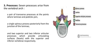 Skeletal System.pdf