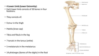 • Fibula: The fibula is parallel and lateral to the tibia, but it is smaller.
• The proximal head of the fibula articulate...