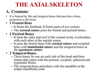 Skeletal system.pptx