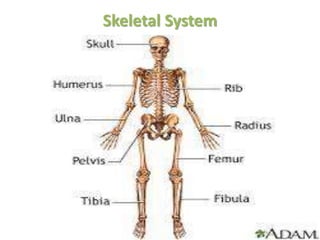 Skeletal System
 