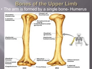 Single Humerus Skeletal System.pptx