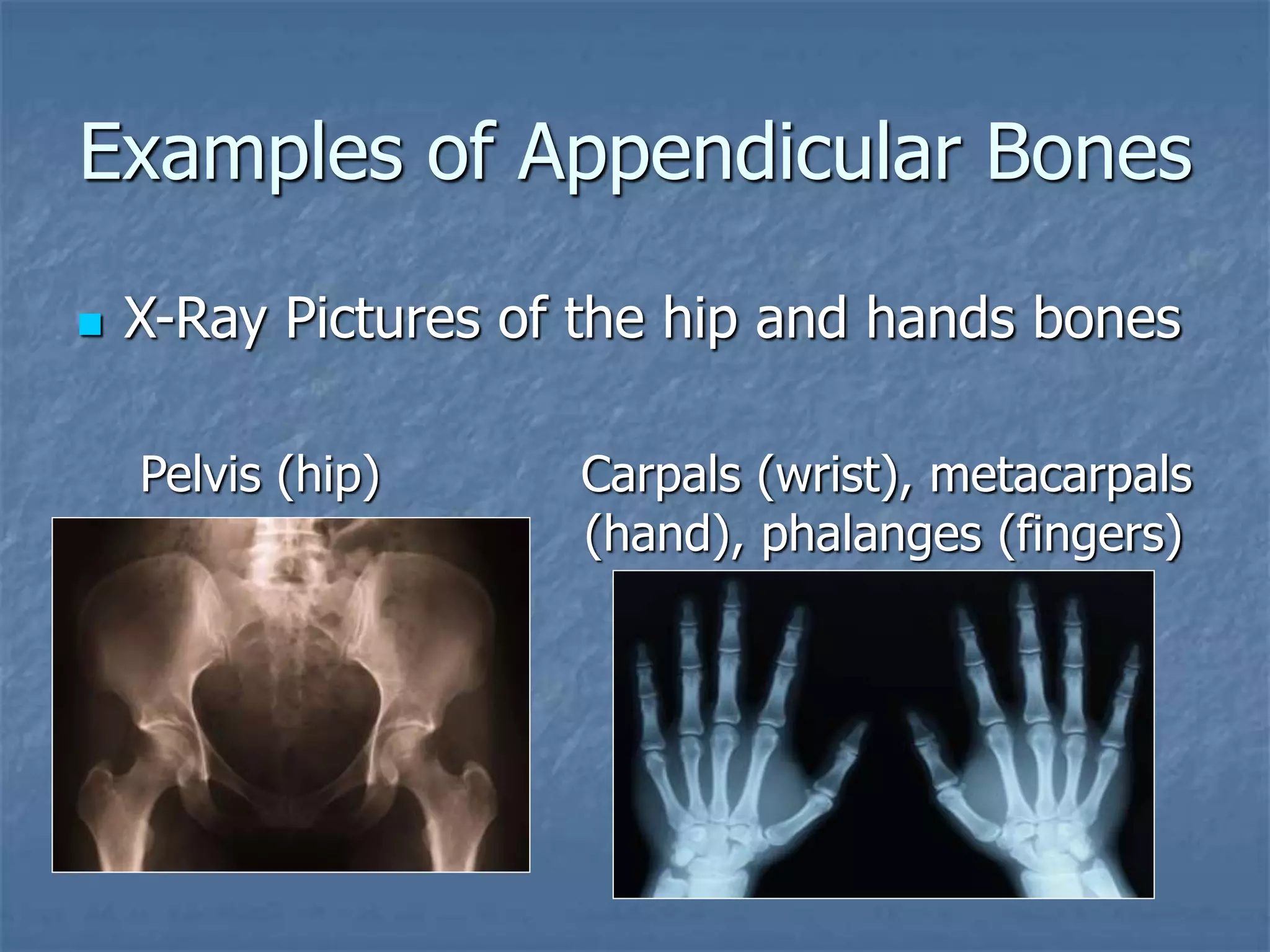 Examples of Appendicular Bones
 X-Ray Pictures of the hip and hands bones
Pelvis (hip) Carpals (wrist), metacarpals
(hand), phalanges (fingers)
 
