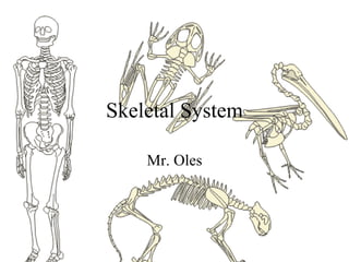 Skeletal System
Mr. Oles
 
