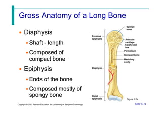 Gross Anatomy of a Long Bone
• Diaphysis
• Shaft - length
• Composed of
compact bone
• Epiphysis
• Ends of the bone
• Composed mostly of
spongy bone
Slide 5.11
Copyright © 2003 Pearson Education, Inc. publishing as Benjamin Cummings
Figure 5.2a
 