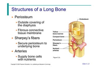 Structures of a Long Bone
• Periosteum
• Outside covering of
the diaphysis
• Fibrous connective
tissue membrane
• Sharpey’s fibers
• Secure periosteum to
underlying bone
• Arteries
• Supply bone cells
with nutrients
Slide 5.12
Copyright © 2003 Pearson Education, Inc. publishing as Benjamin Cummings
Figure 5.2c
 