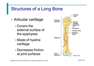 Structures of a Long Bone
• Articular cartilage
• Covers the
external surface of
the epiphyses
• Made of hyaline
cartilage
• Decreases friction
at joint surfaces
Slide 5.13
Copyright © 2003 Pearson Education, Inc. publishing as Benjamin Cummings
Figure 5.2a
 