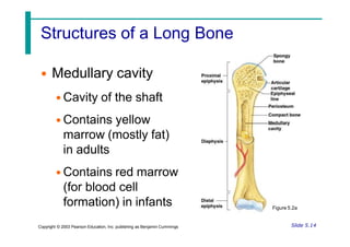 Structures of a Long Bone
• Medullary cavity
• Cavity of the shaft
• Contains yellow
marrow (mostly fat)
in adults
• Contains red marrow
(for blood cell
formation) in infants Figure 5.2a
Slide 5.14
Copyright © 2003 Pearson Education, Inc. publishing as Benjamin Cummings
 