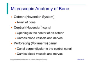 Microscopic Anatomy of Bone
• Osteon (Haversian System)
• A unit of bone
• Central (Haversian) canal
• Opening in the center of an osteon
• Carries blood vessels and nerves
• Perforating (Volkman’s) canal
• Canal perpendicular to the central canal
• Carries blood vessels and nerves
Slide 5.16
Copyright © 2003 Pearson Education, Inc. publishing as Benjamin Cummings
 