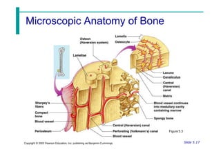 Microscopic Anatomy of Bone
Figure 5.3
Slide 5.17
Copyright © 2003 Pearson Education, Inc. publishing as Benjamin Cummings
 