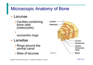 Microscopic Anatomy of Bone
• Lacunae
• Cavities containing
bone cells
(osteocytes)
•
concentric rings
• Lamellae
• Rings around the
central canal
• Sites of lacunae Figure 5.3
Slide 5.18
Copyright © 2003 Pearson Education, Inc. publishing as Benjamin Cummings
 