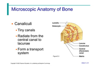 Microscopic Anatomy of Bone
• Canaliculi
• Tiny canals
• Radiate from the
central canal to
lacunae
• Form a transport
system
Figure 5.3
Slide 5.19
Copyright © 2003 Pearson Education, Inc. publishing as Benjamin Cummings
 