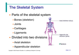 The Skeletal System
• Parts of the skeletal system
• Bones (skeleton)
• Joints
• Cartilages
• Ligaments
• Divided into two divisions
• Axial skeleton
• Appendicular skeleton
Slide 5.2
Copyright © 2003 Pearson Education, Inc. publishing as Benjamin Cummings
 