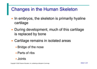 Changes in the Human Skeleton
• In embryos, the skeleton is primarily hyaline
cartilage
• During development, much of this cartilage
is replaced by bone
• Cartilage remains in isolated areas
• Bridge of the nose
• Parts of ribs
• Joints
Slide 5.20
Copyright © 2003 Pearson Education, Inc. publishing as Benjamin Cummings
 