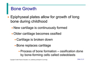 Bone Growth
• Epiphyseal plates allow for growth of long
bone during childhood
• New cartilage is continuously formed
• Older cartilage becomes ossified
• Cartilage is broken down
• Bone replaces cartilage
• Process of bone formation – ossification done
by bone-forming cells called osteoblasts
Slide 5.21
Copyright © 2003 Pearson Education, Inc. publishing as Benjamin Cummings
 