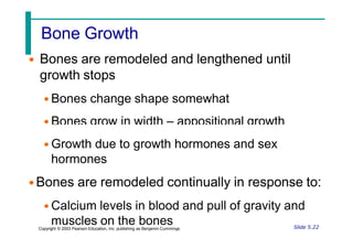 Bone Growth
• Bones are remodeled and lengthened until
growth stops
• Bones change shape somewhat
• Bones grow in width – appositional growth
• Growth due to growth hormones and sex
hormones
•Bones are remodeled continually in response to:
• Calcium levels in blood and pull of gravity and
muscles on the bones Slide 5.22
Copyright © 2003 Pearson Education, Inc. publishing as Benjamin Cummings
 